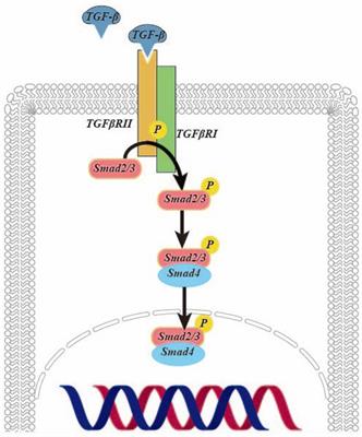 Signaling pathways that activate hepatic stellate cells during liver fibrosis